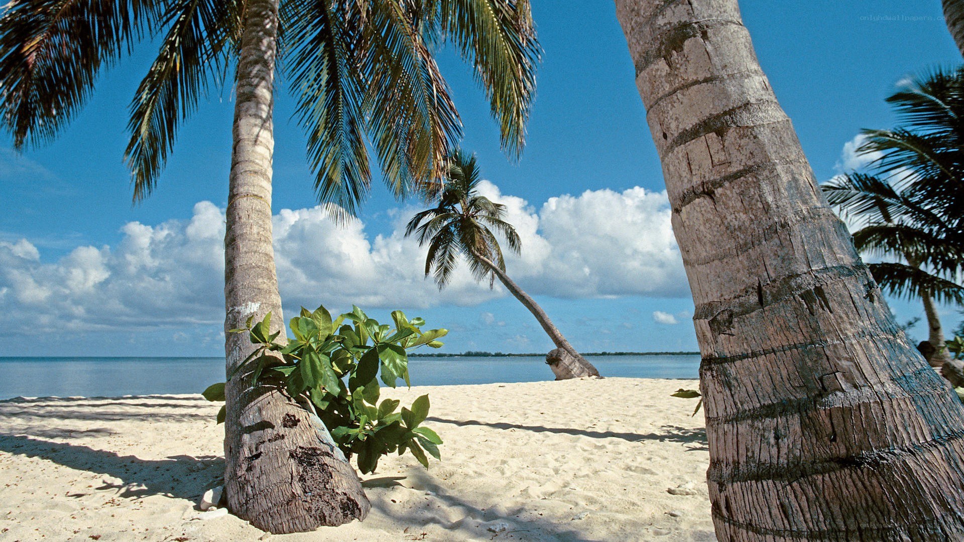Palm trees on a tropical beach