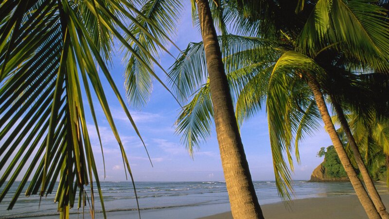 Palm trees on a tropical beach