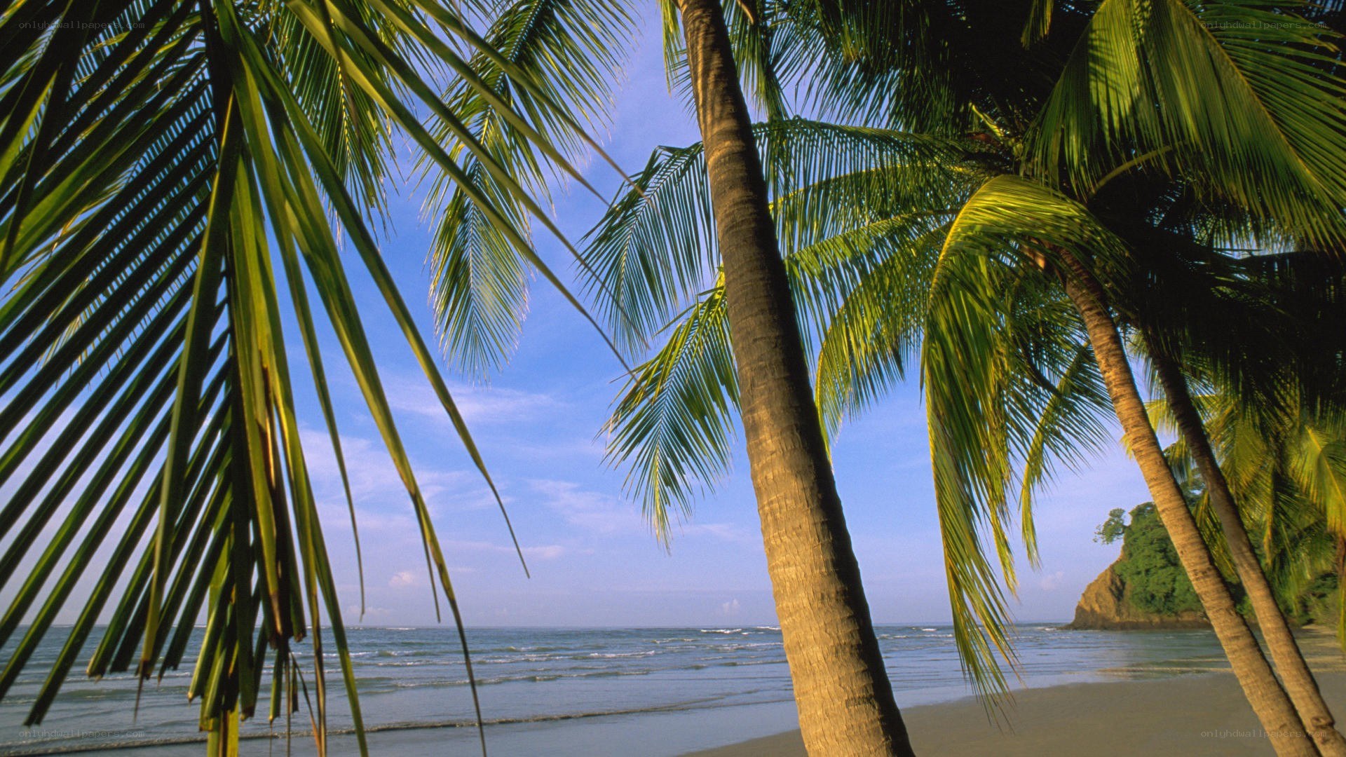 Palm trees on a tropical beach