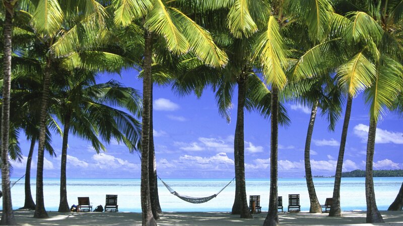 Palm trees on a tropical beach