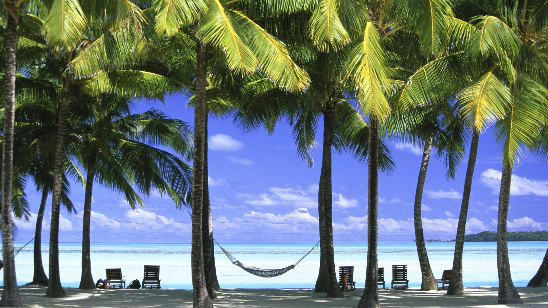 Palm trees on a tropical beach