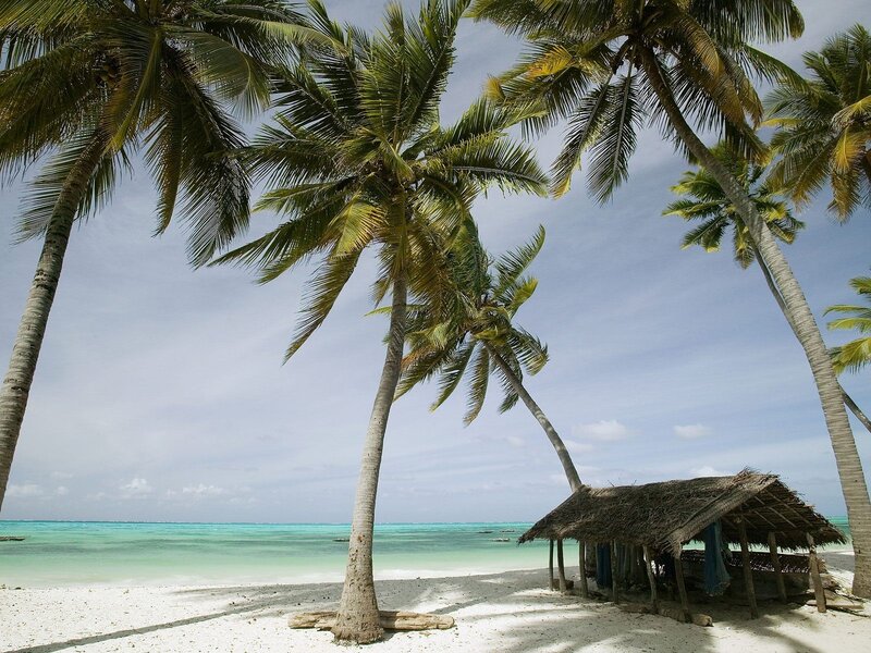 Palm trees on a tropical beach