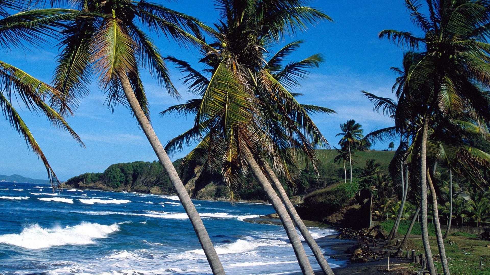 Palm trees on a tropical beach