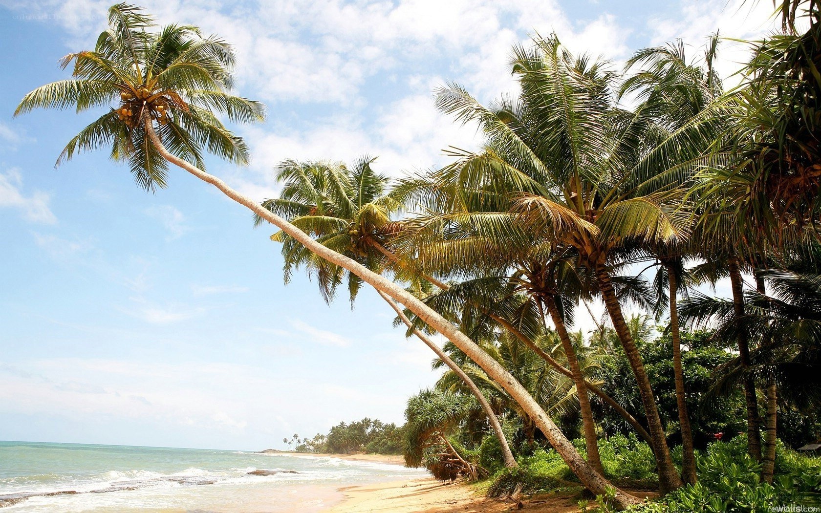 Palm trees on a tropical beach