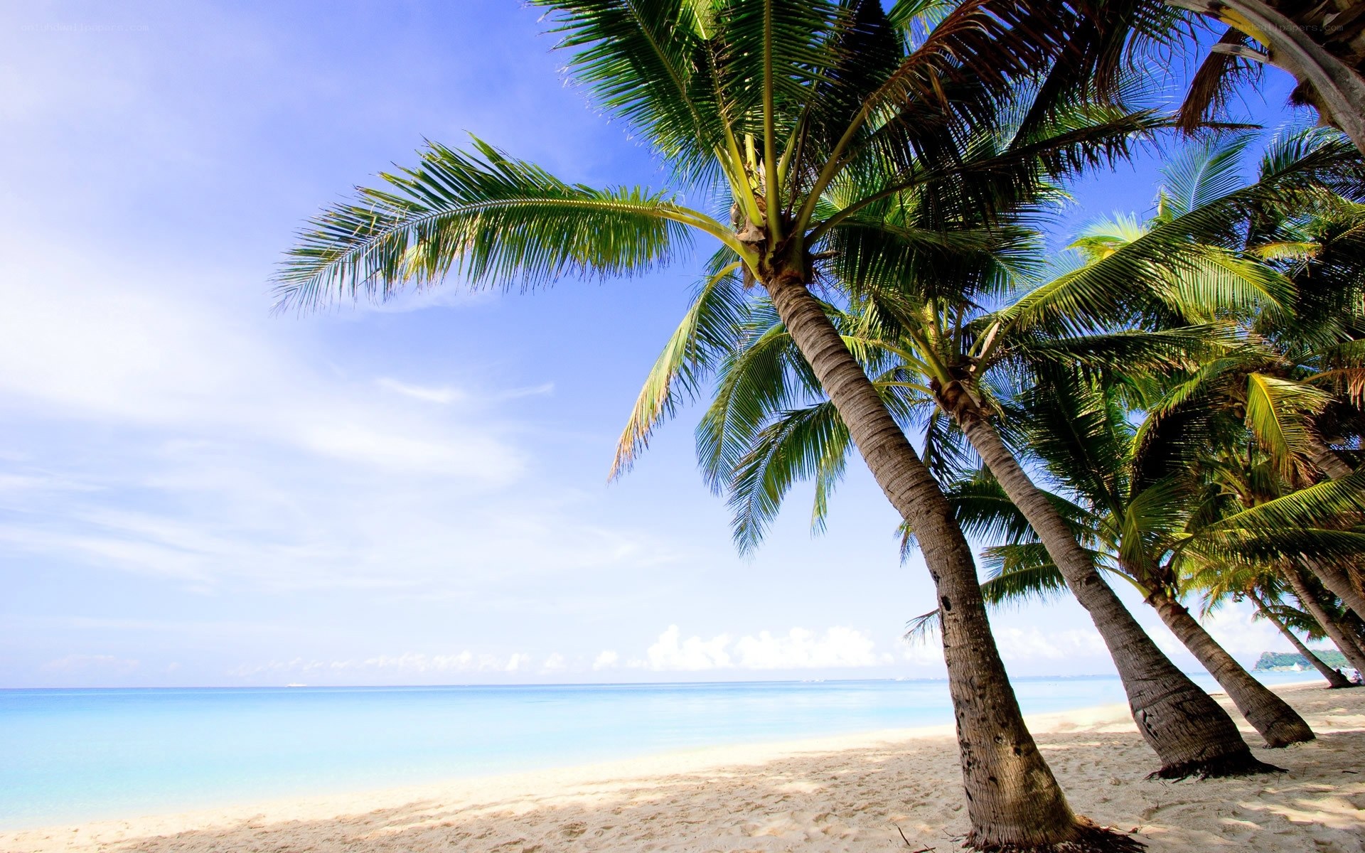 Palm trees on a tropical beach