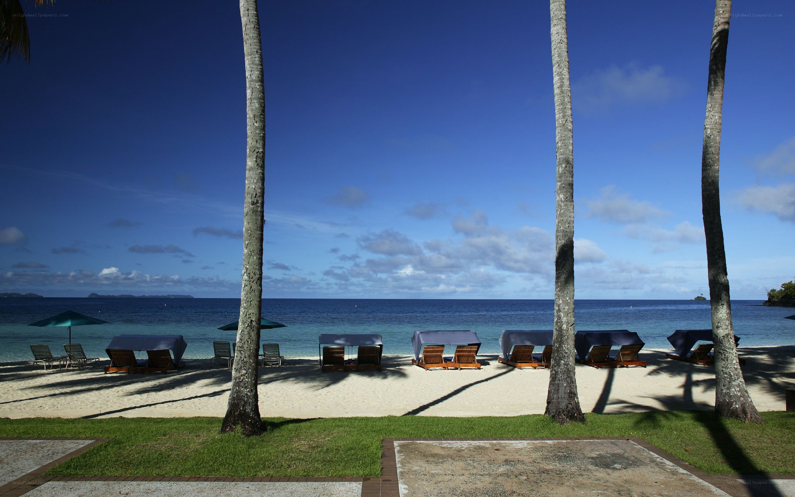 Palm trees on a tropical beach