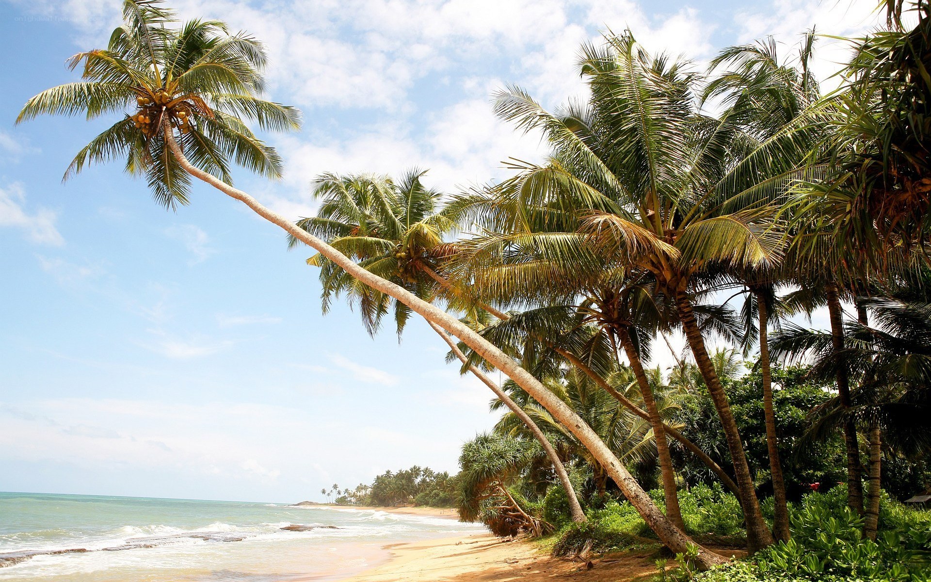 Palm trees on a tropical beach