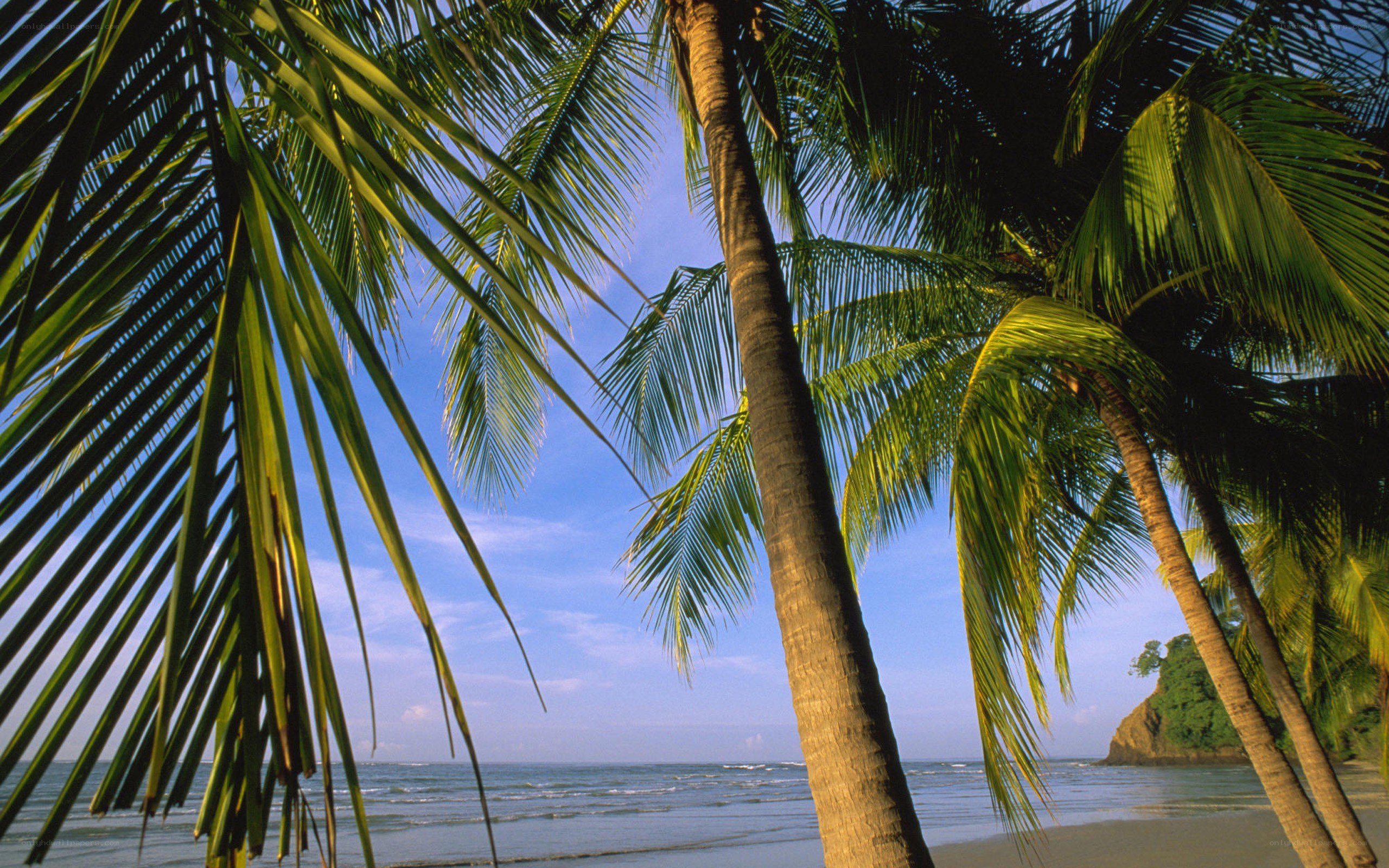 Palm trees on a tropical beach
