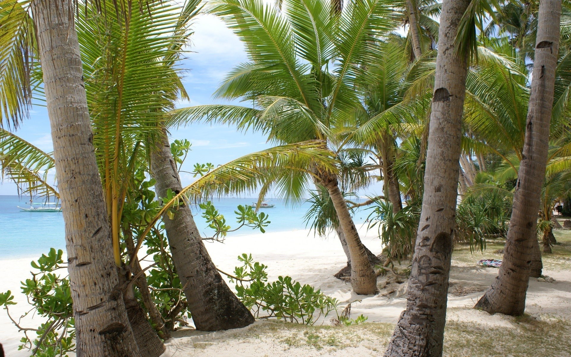 Palm trees on a tropical beach