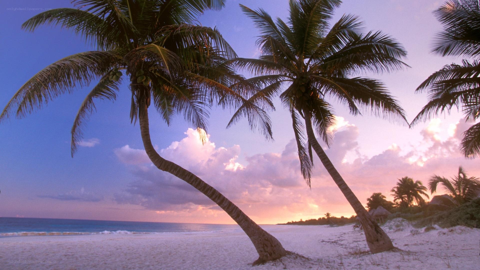 palm trees on a tropical beach