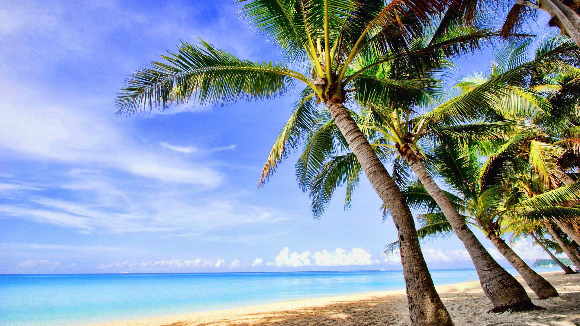 Palm trees on a tropical beach