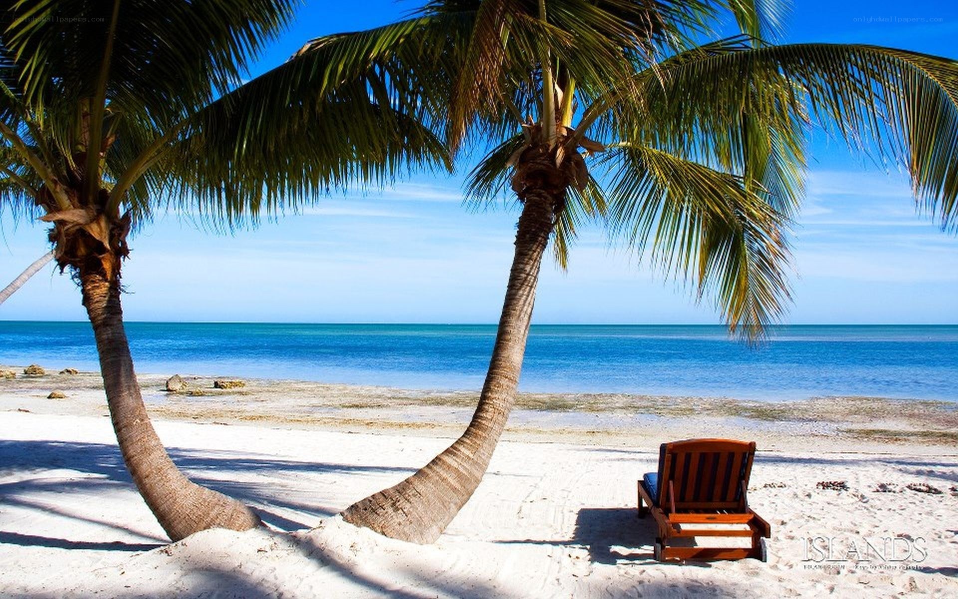 Palm trees on a tropical beach