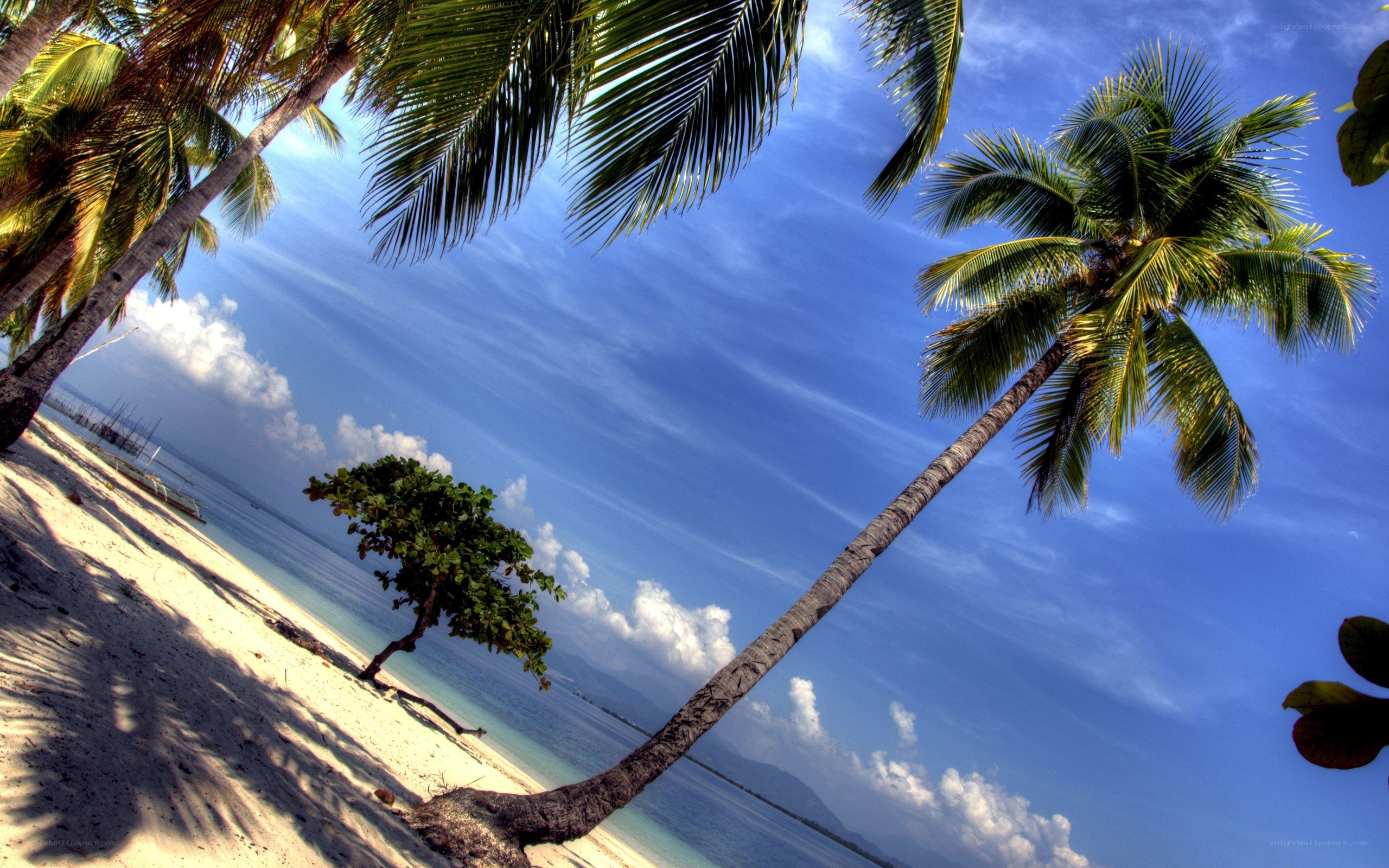 Palm trees on a tropical beach