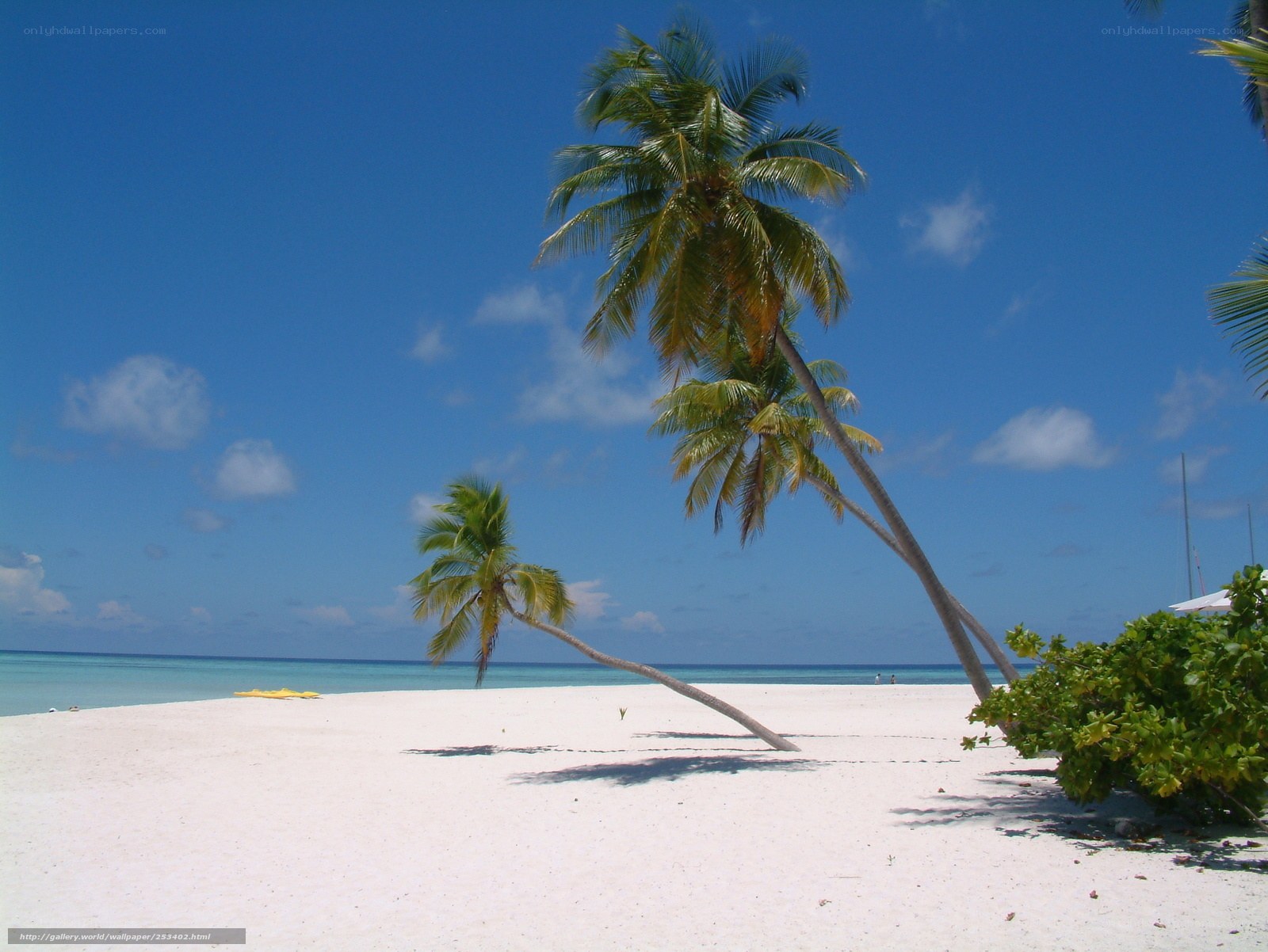 Palm trees on a tropical beach