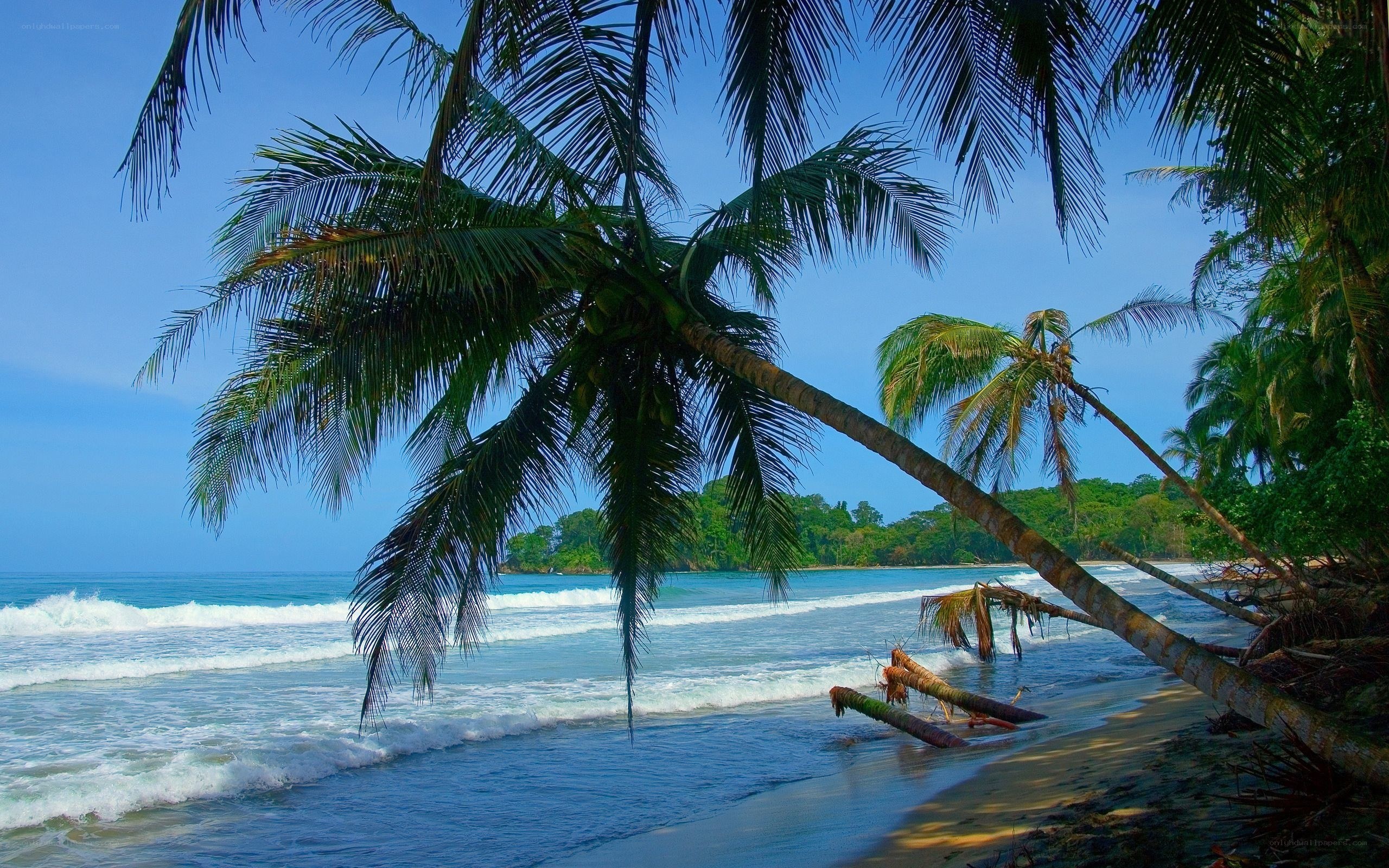 Palm trees on a tropical beach