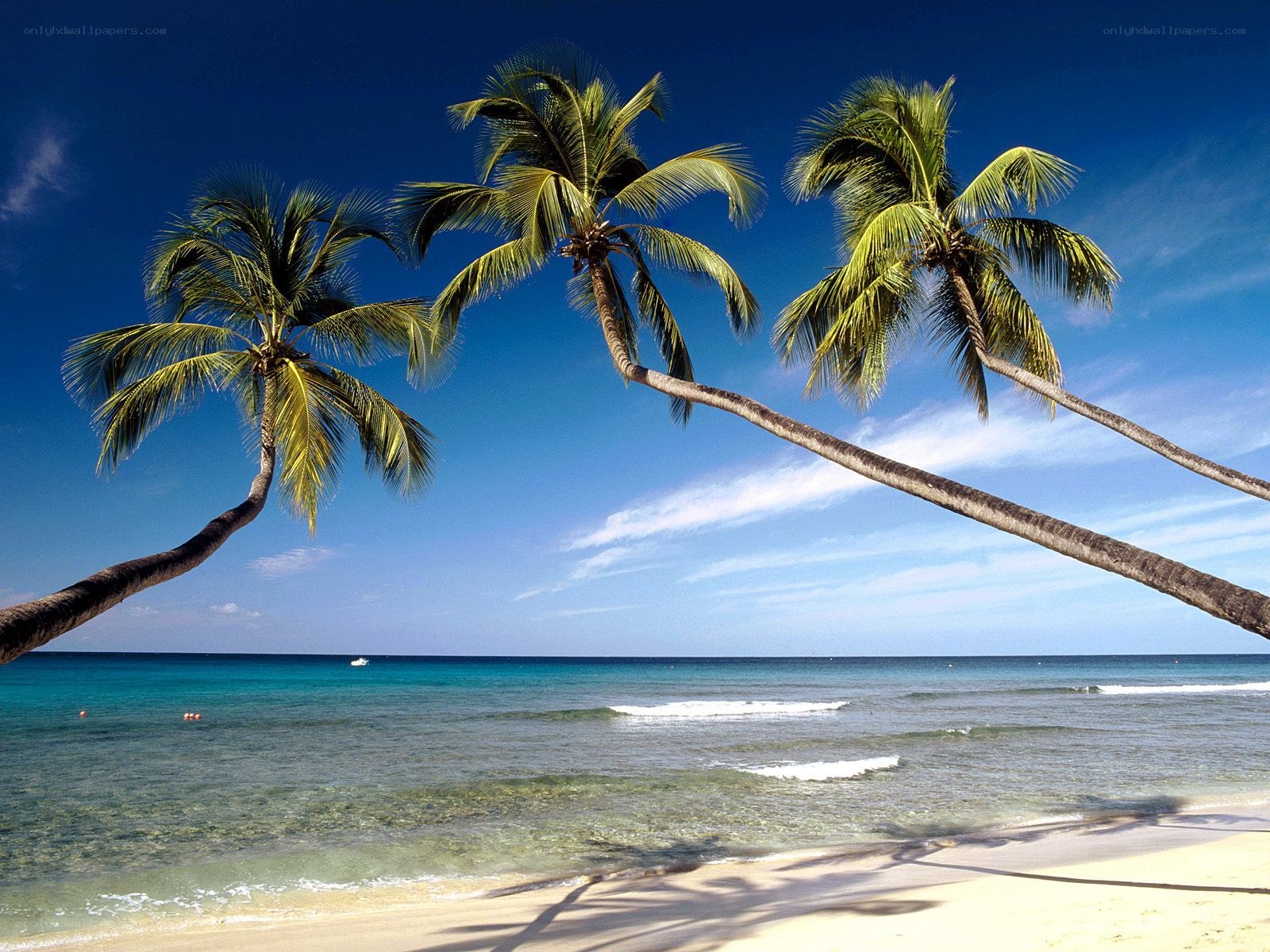 Palm trees on a tropical beach