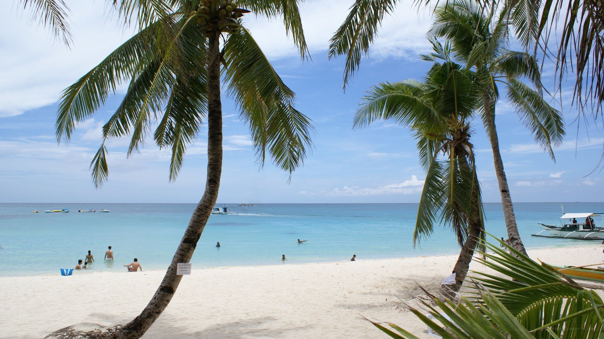 Palm trees on a tropical beach
