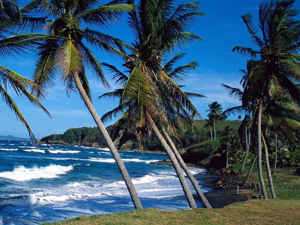 Palm trees on a tropical beach