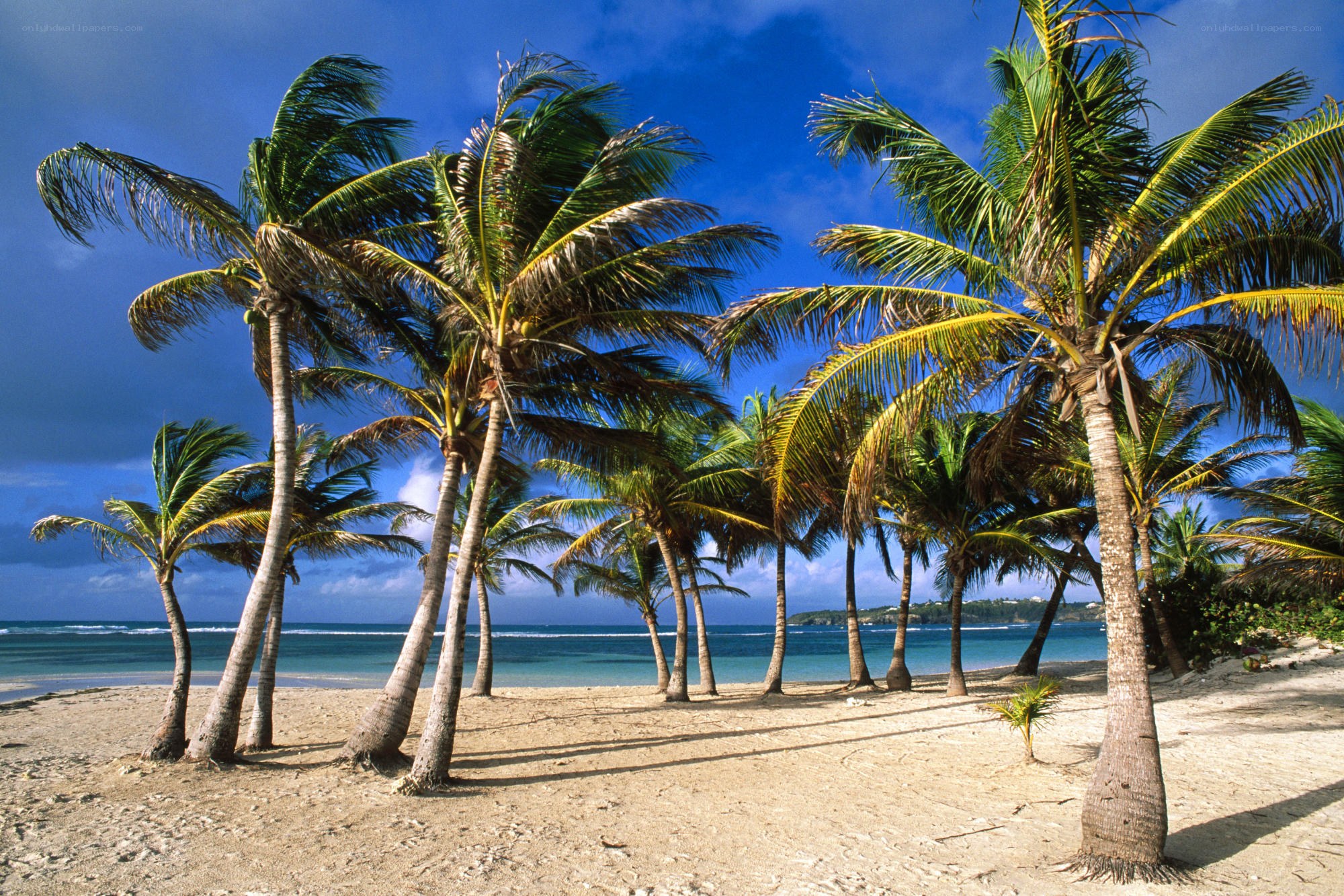 Palm trees on a tropical beach