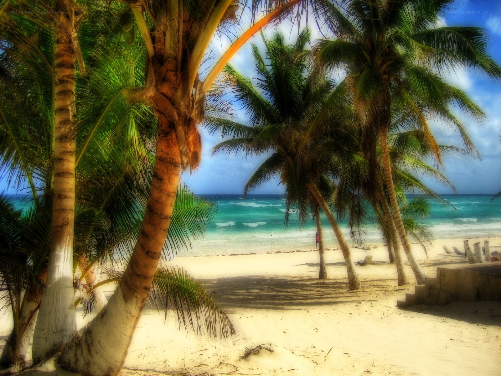 Palm trees on a tropical beach