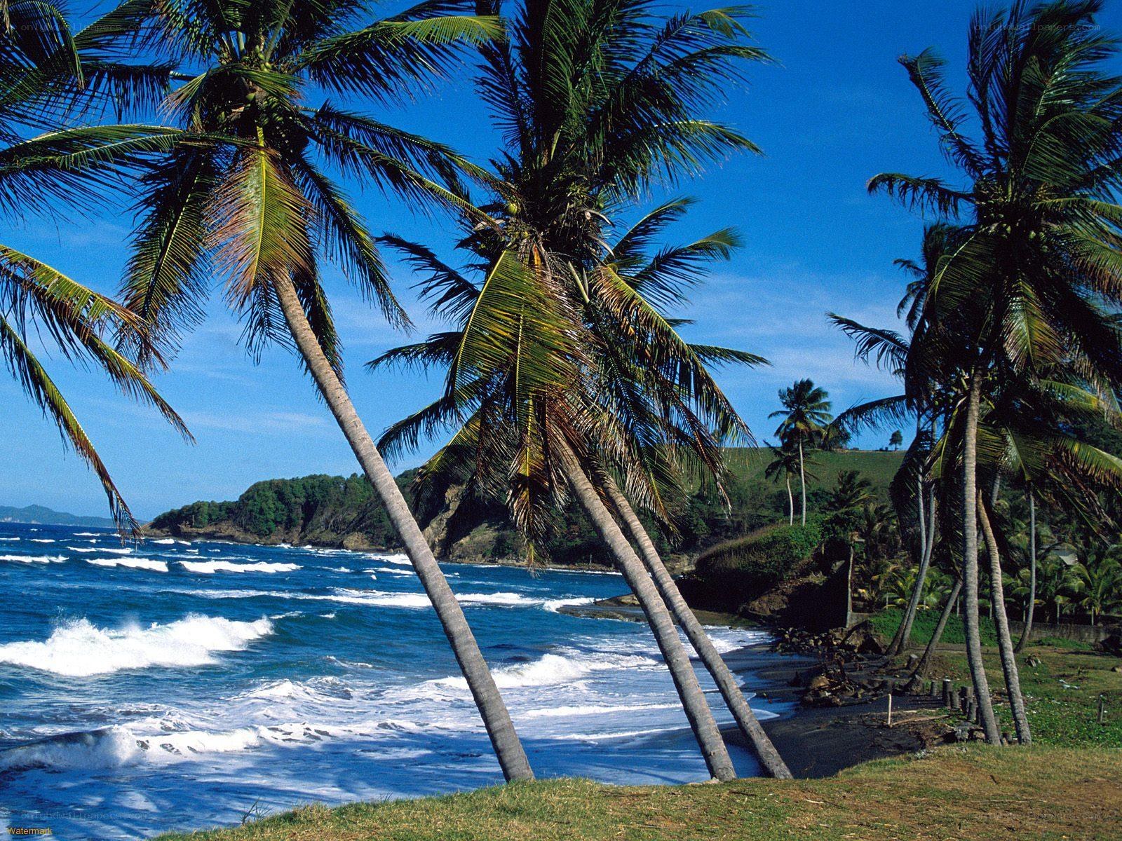 Palm trees on a tropical beach