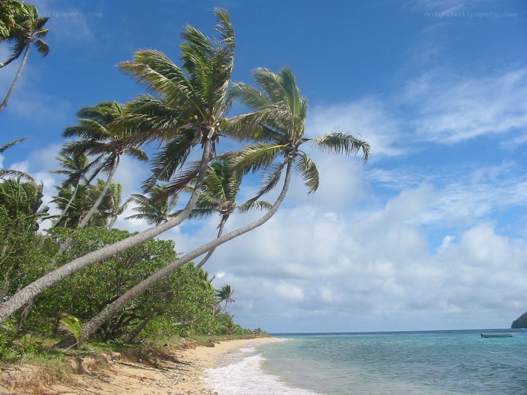 Palm trees on a tropical beach