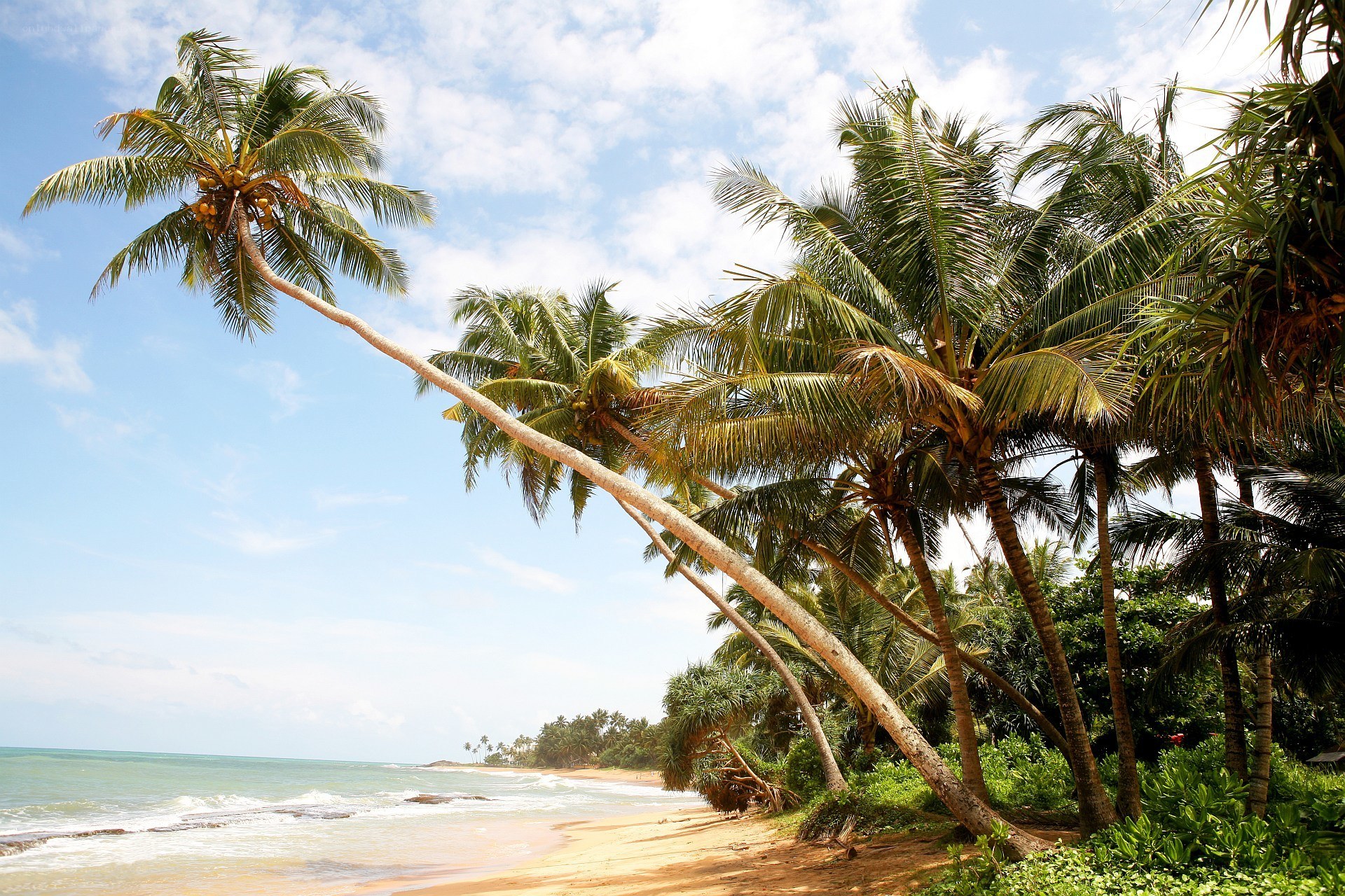 Palm trees on a tropical beach