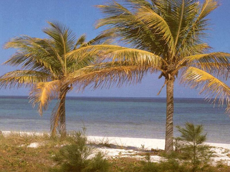 palm trees on a tropical beach