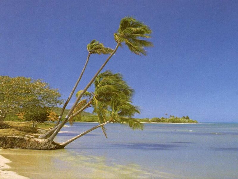 Palm trees on a tropical beach