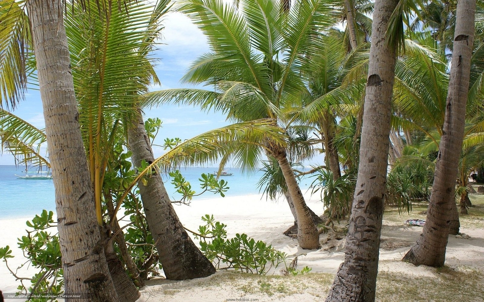 Palm trees on a tropical beach