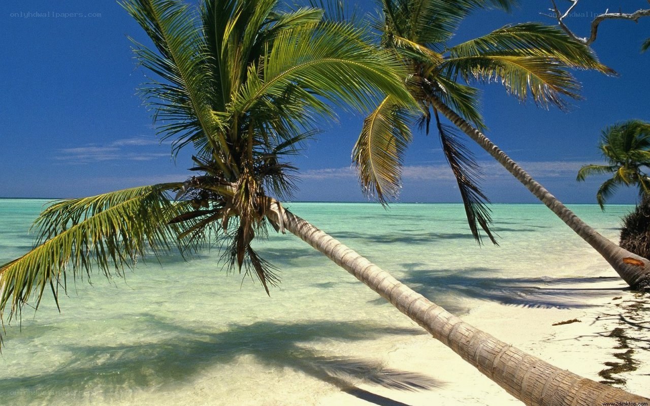 Palm trees on a tropical beach