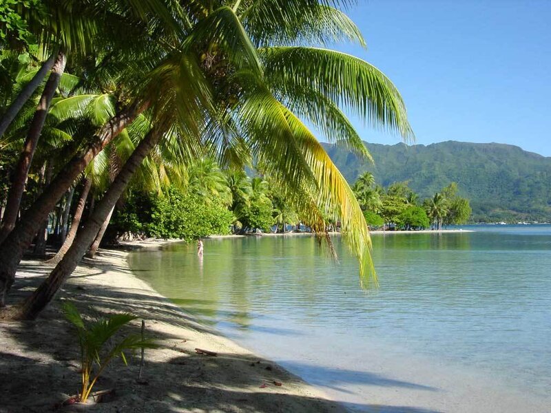 Palm trees on a tropical beach