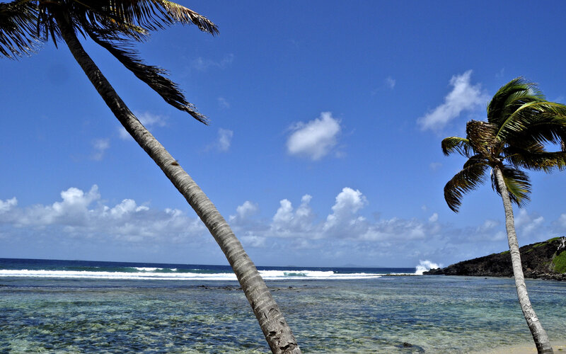 Palm trees on a tropical beach