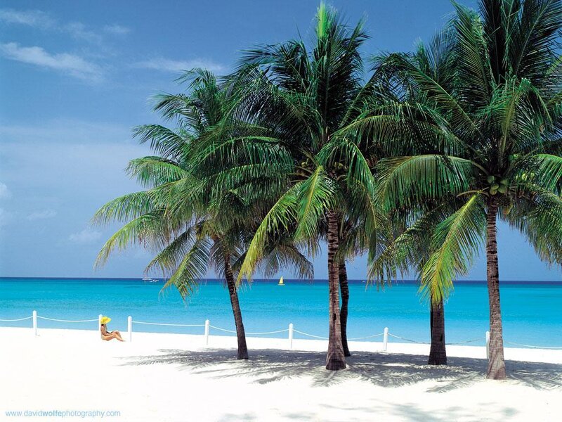 Palm trees on a tropical beach