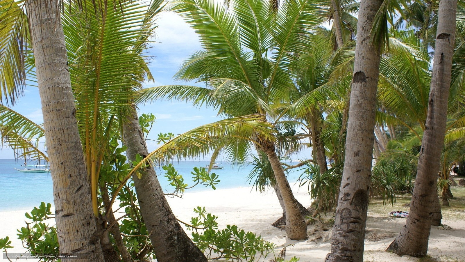 Palm trees on a tropical beach