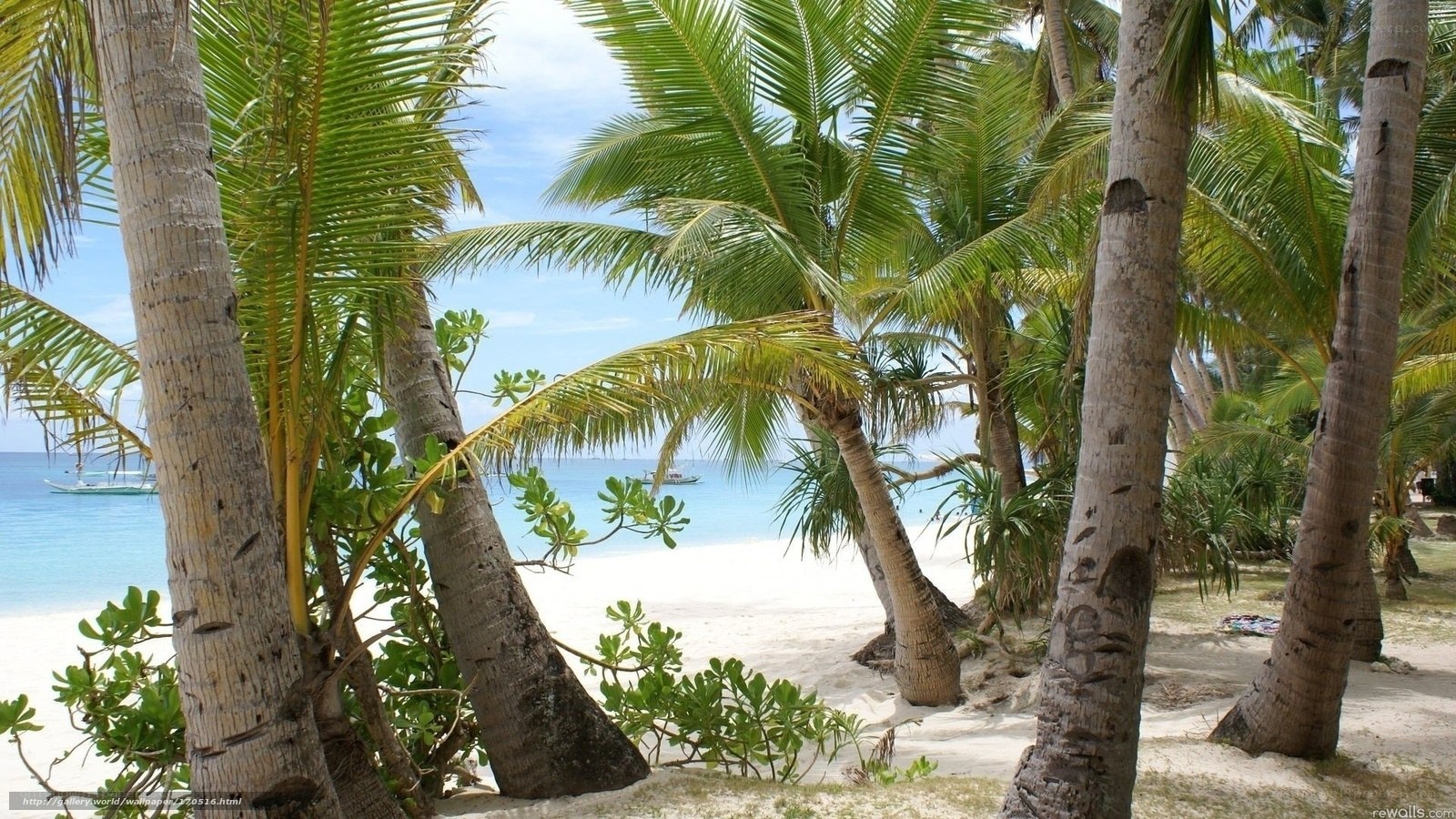 Palm trees on a tropical beach
