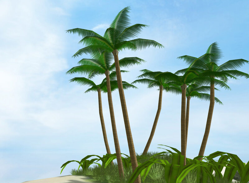 palm trees on a tropical island