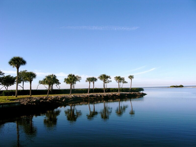 Palm trees on a waterfront
