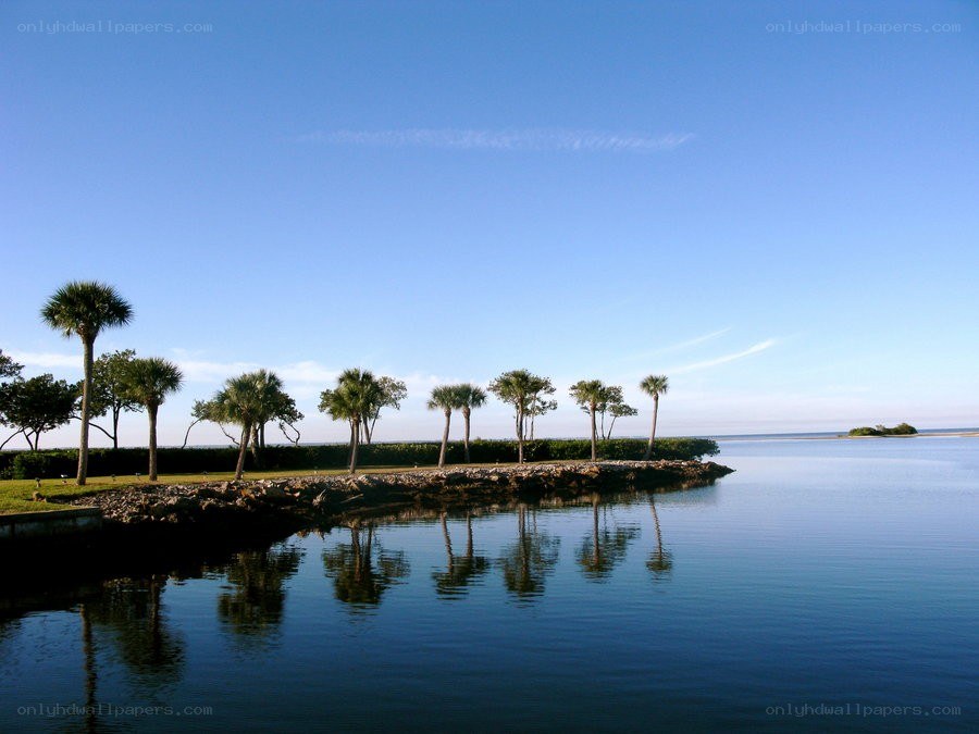 Palm trees on a waterfront