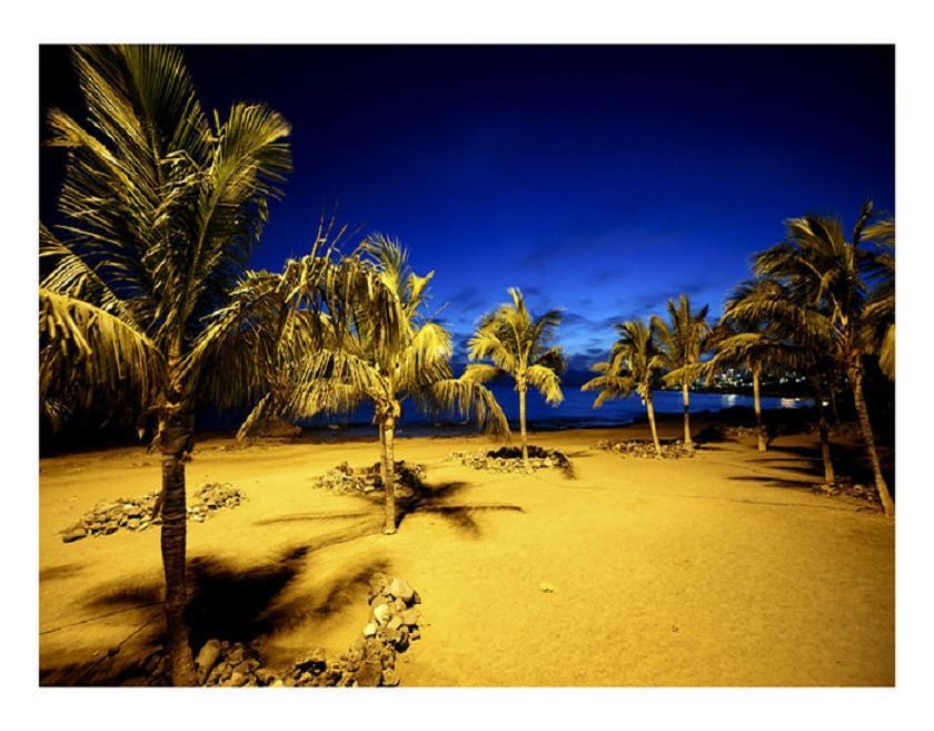 palm trees on beach at night