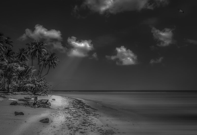 Palm Trees on Beach — Black, Dramatic