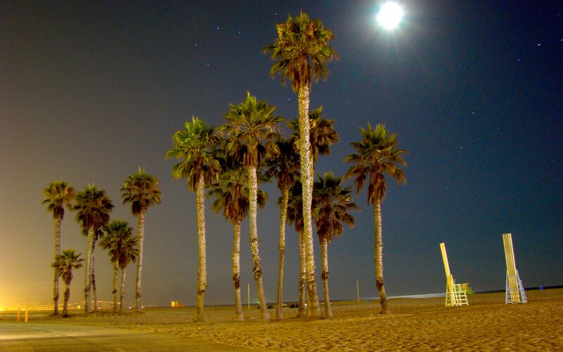 Palm Trees on Beach — Black