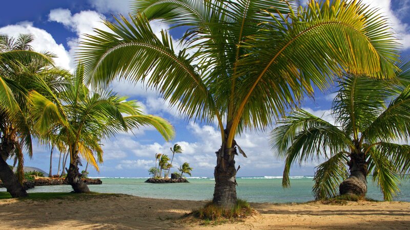 Palm Trees on Beach — Blue, Brown