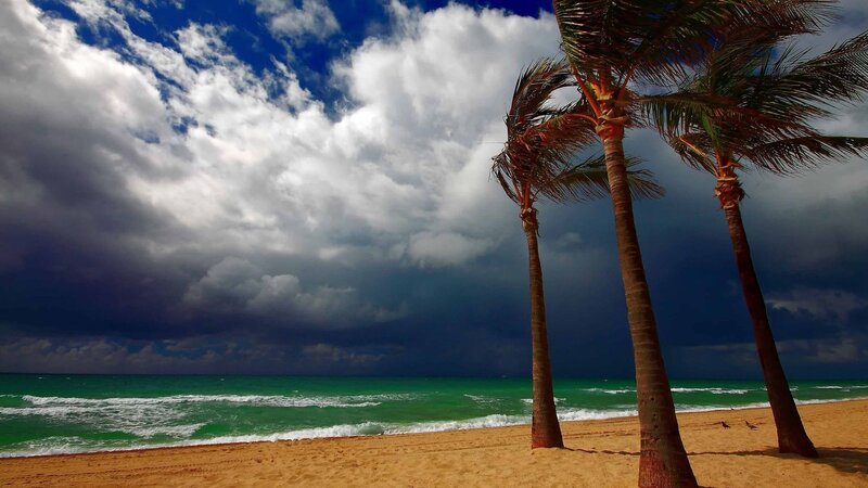 Palm Trees on Beach — Blue, Dramatic, Afternoon, Photograph, Ocean, Clouds
