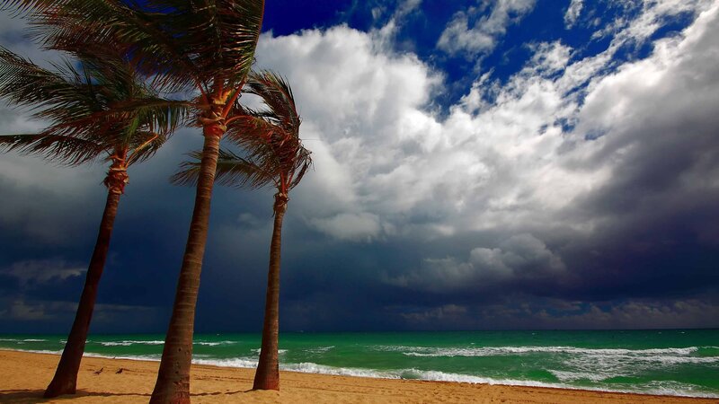 Palm Trees on Beach — Blue, Dramatic, Afternoon, Photograph, Ocean