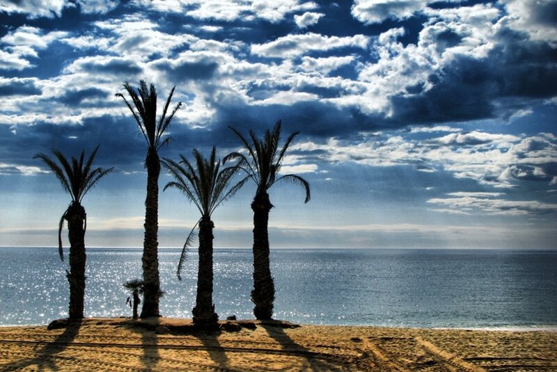 Palm Trees on Beach — Blue, Dramatic, Afternoon, Photograph