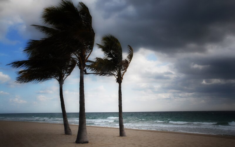 Palm Trees on Beach — Blue, Dramatic, Afternoon
