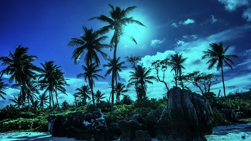 Palm Trees on Beach — Blue, Dramatic, Night, Photograph, Palm Trees