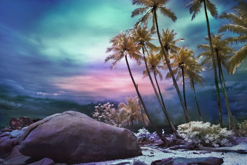 Palm Trees on Beach — Blue, Dramatic, Night, Photograph