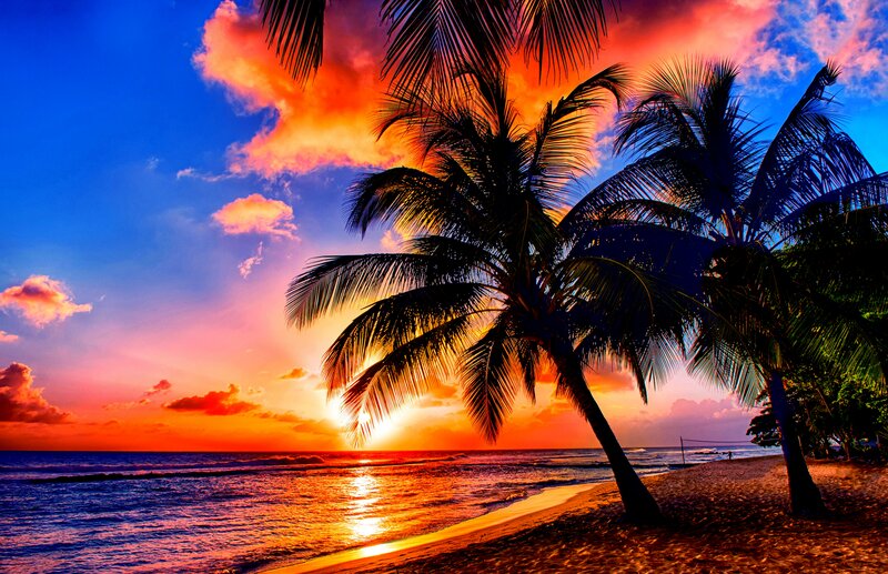 Palm Trees on Beach — Blue, Dramatic, Sunset, Photograph, Ocean, Sky, Sand
